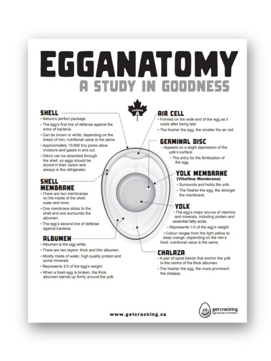 Egganatomy Information Sheet